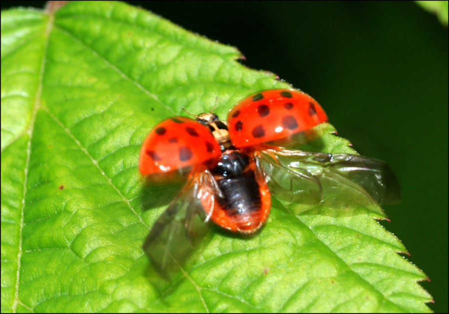 decollo Harmonia axyrdis